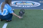 节目效果拉满！斯通斯告别仪式 B席的爱犬&ldquo;约翰&middot;斯通斯&rdquo;先入场